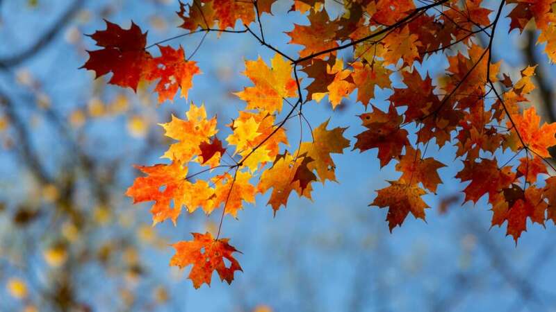 L'autunno è arrivato su SassoGo! 🍂