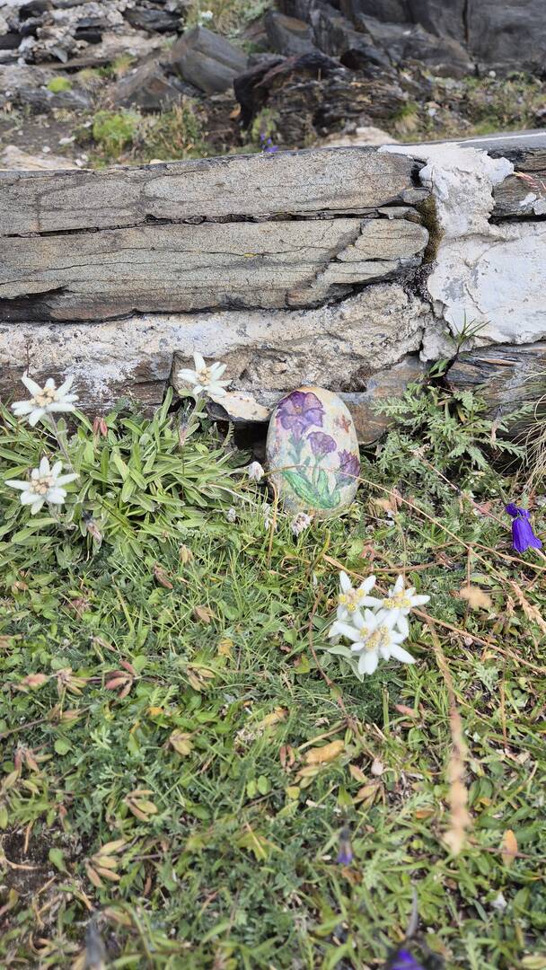 Foto della tappa di Una genziana per te , nonna!!
