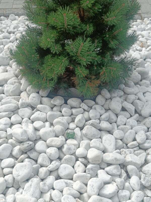 Foto della tappa di Cactus