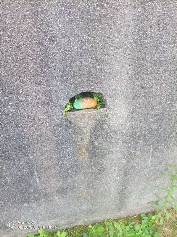 Foto della tappa di 🥕 carotina