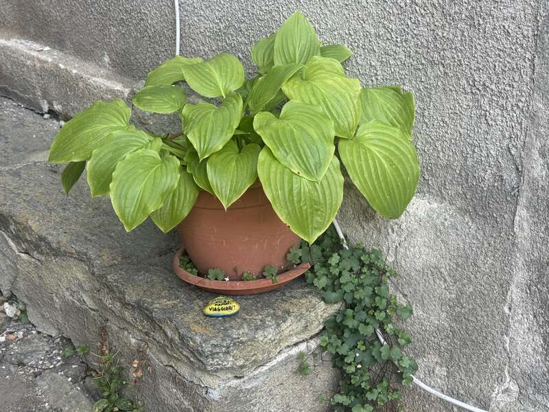 Foto della tappa di Farfallina viola 🦋🪻