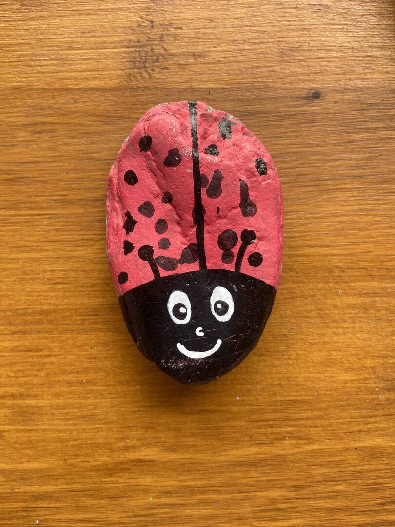 Coccinellina🐞