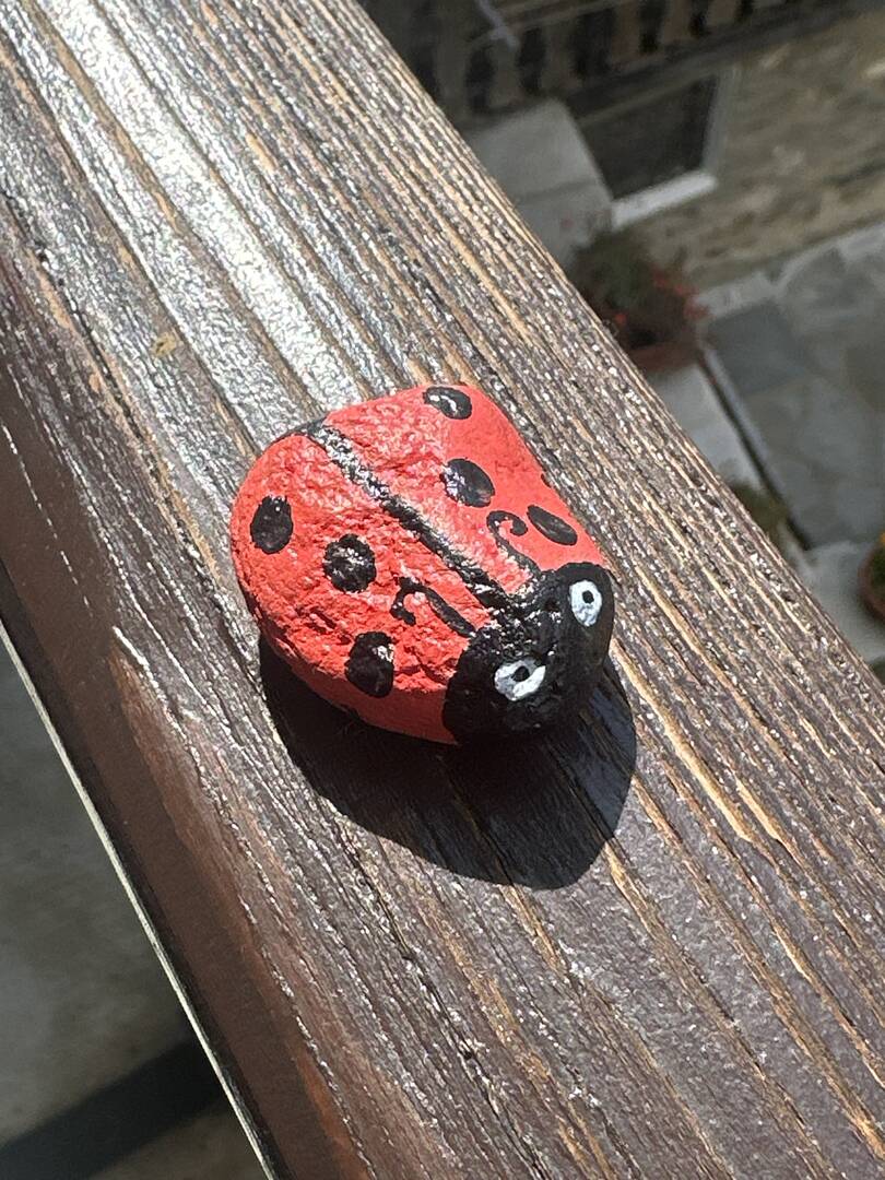 Coccinellina
