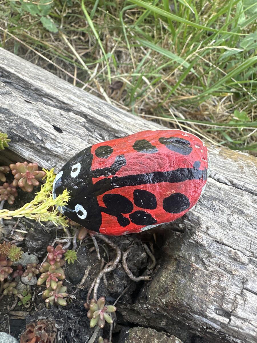 Coccinella